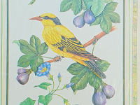 Black-Naped Oriole