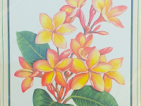 Frangipani