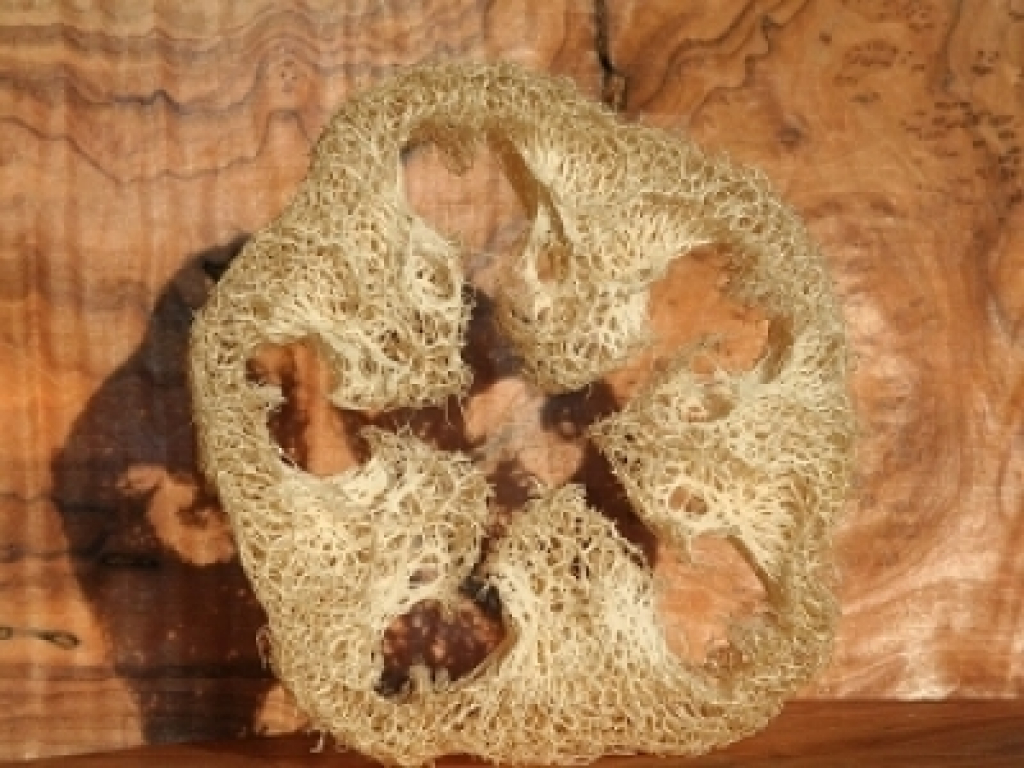 Luffa slice